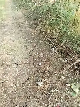 himvilohi08 online show from February 2026 11:32:01 AM