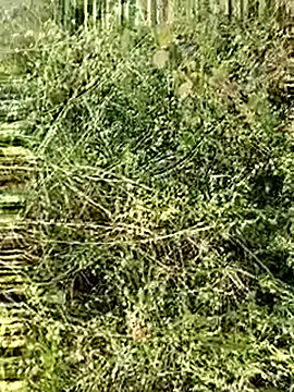 himvilohi08 online show from December 2025 02:43:02 AM