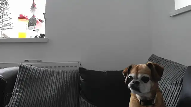 Sizzling Indie36 online show from November 2025 12:38:02 PM