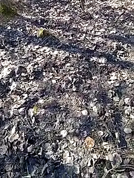 DawidSpandel online show from March 2025 09:49:01 AM