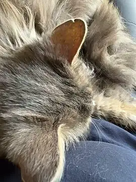 Max 965 online show from March 2026 10:28:01 AM