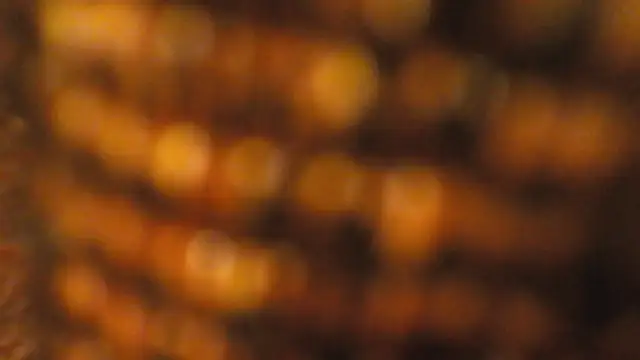 lucywilcox online show from October 2025 01:55:02 PM