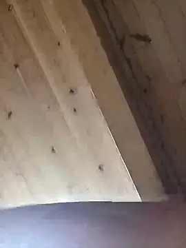 Angelsordemons6 online show from September 2025 08:24:02 PM