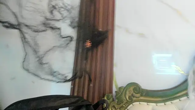 Snapshot of CoralieBronson chatting on October 2025 08:41:02 PM CoralieBronson online show from October 2025 08:41:02 PM