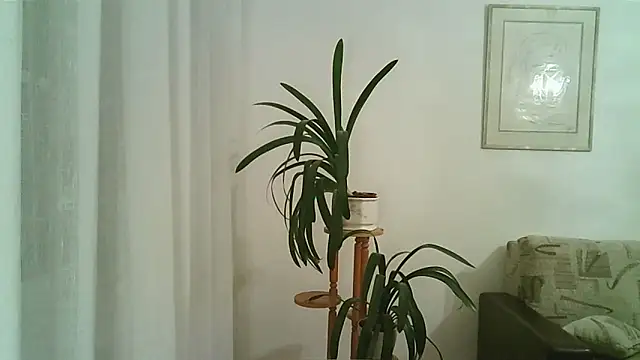 Dartanjanas13 online show from November 2025 08:09:01 PM