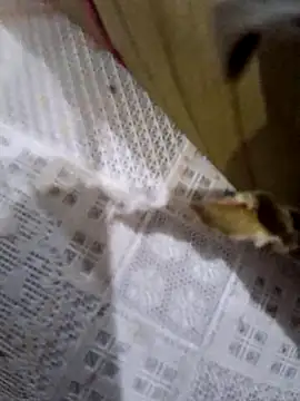 Snapshot of dolliette24 chatting on November 2025 06:02:01 PM dolliette24 online show from November 2025 06:02:01 PM