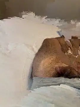 smallDickVers online show from March 2026 02:57:01 PM