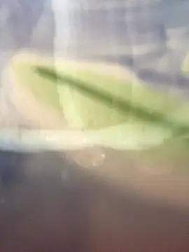 starsaligned online show from January 2026 06:24:02 PM