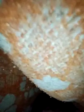 Snapshot of ParousFlow chatting on January 2026 12:42:01 PM ParousFlow online show from January 2026 12:42:01 PM