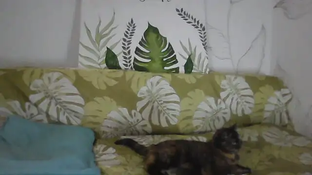 Snapshot of Catty_Lady chatting on November 2025 06:30:02 PM Catty Lady online show from November 2025 06:30:02 PM