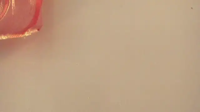 violet taylor  online show from July 2026 02:23:02 AM