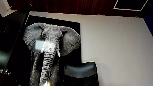 king falconer online show from November 2025 12:37:02 AM