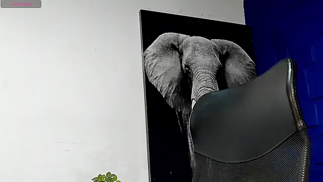 king falconer online show from November 2025 11:31:01 PM