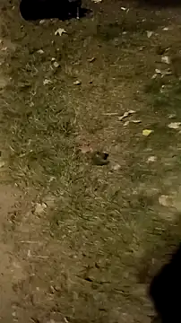 jvdzj-0  online show from October 2025 10:23:01 PM