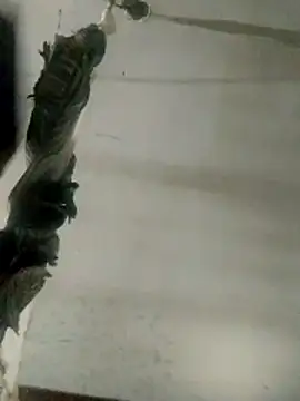 Luk909090 online show from March 2026 07:42:01 PM