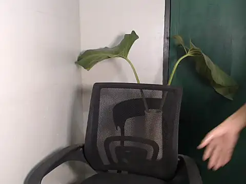 Natsboii online show from January 2026 08:32:02 AM