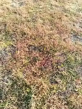 Snapshot of coocon2020 chatting on November 2025 02:38:02 AM coocon2020 online show from November 2025 02:38:02 AM