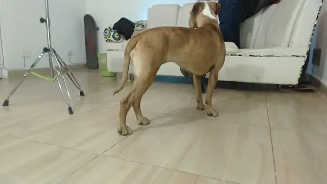 Thomasjons  online show from April 2026 02:37:02 AM