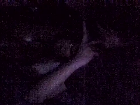harish x online show from March 2026 06:59:02 PM