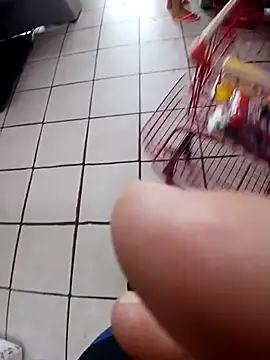 Snapshot of cicinha3657 chatting on February 2026 06:32:01 PM cicinha3657 online show from February 2026 06:32:01 PM