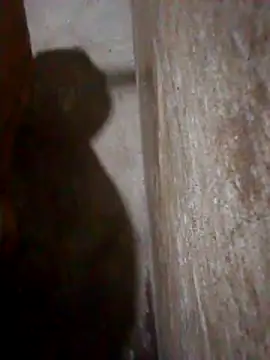 Lujor online show from March 2026 12:58:02 AM