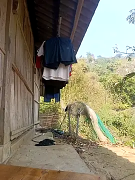 optra34 online show from March 2026 06:35:01 AM