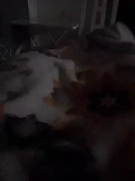 ratoncito 3 online show from March 2026 08:16:01 PM