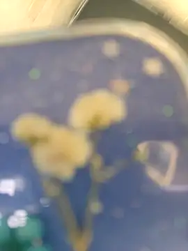 chocolate bella online show from April 2026 05:31:01 PM