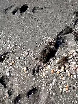 Snapshot of sarahkat86 chatting on November 2025 06:33:01 PM sarahkat86 online show from November 2025 06:33:01 PM