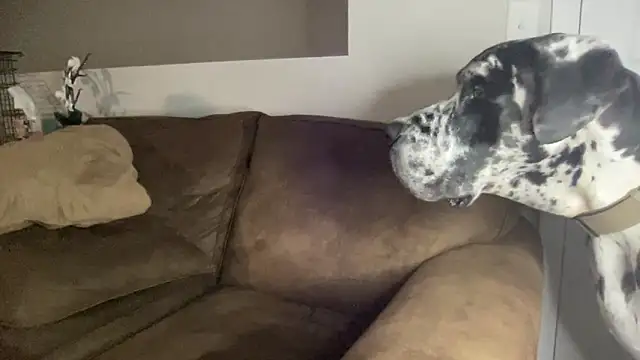 Snapshot of bambifarrina chatting on September 2025 05:08:02 AM bambifarrina online show from September 2025 05:08:02 AM