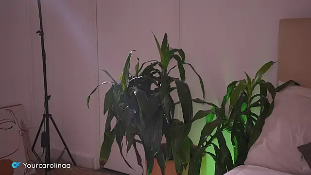 Carolart  online show from January 2026 10:25:02 PM