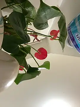 Czarnoksieznik online show from March 2026 10:10:02 PM