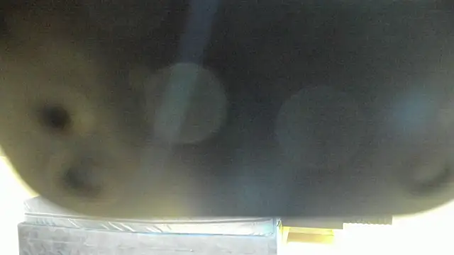 Snapshot of Megan_Sweetas chatting on November 2025 07:58:01 PM Megan Sweetas online show from November 2025 07:58:01 PM