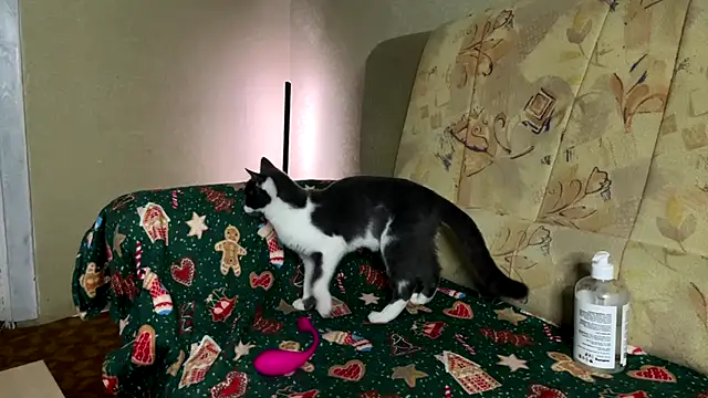 Marinpeach online show from February 2026 03:12:02 PM