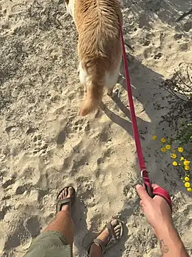 haramnarab online show from October 2025 12:37:02 PM