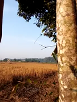 Snapshot of Johlrd chatting on November 2025 01:50:02 AM Johlrd online show from November 2025 01:50:02 AM