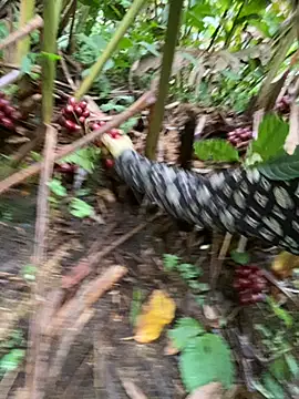 Huong-Ly online show from October 2025 05:29:01 AM