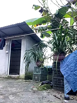 Huong-Ly online show from October 2025 01:46:02 PM