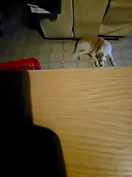 Stingles online show from October 2025 06:03:01 AM