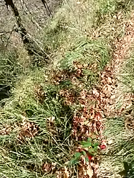 pegaso369 online show from November 2025 12:31:01 PM