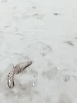 pegaso369 online show from October 2025 03:33:01 PM