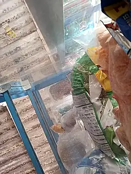 Lorenasex online show from November 2025 12:09:01 PM