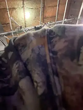 StrokingDaddy4 online show from November 2025 11:36:01 AM