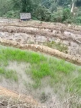 CoMay003 online show from April 2026 06:15:02 AM