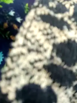 Juhi chawla online show from November 2025 01:44:02 AM