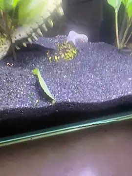 saumon3022 online show from February 2026 09:18:01 AM