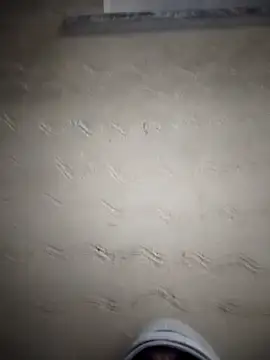 Desiandaj online show from November 2025 05:13:02 PM