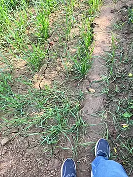 Desiandaj online show from November 2025 05:29:02 AM