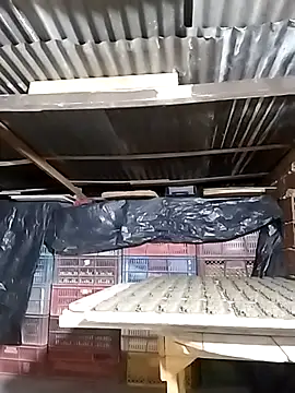 hoteder online show from December 2025 12:43:02 AM