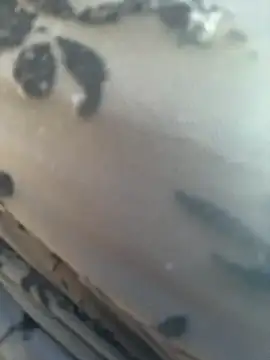  JessyRey  online show from March 2026 11:15:01 AM